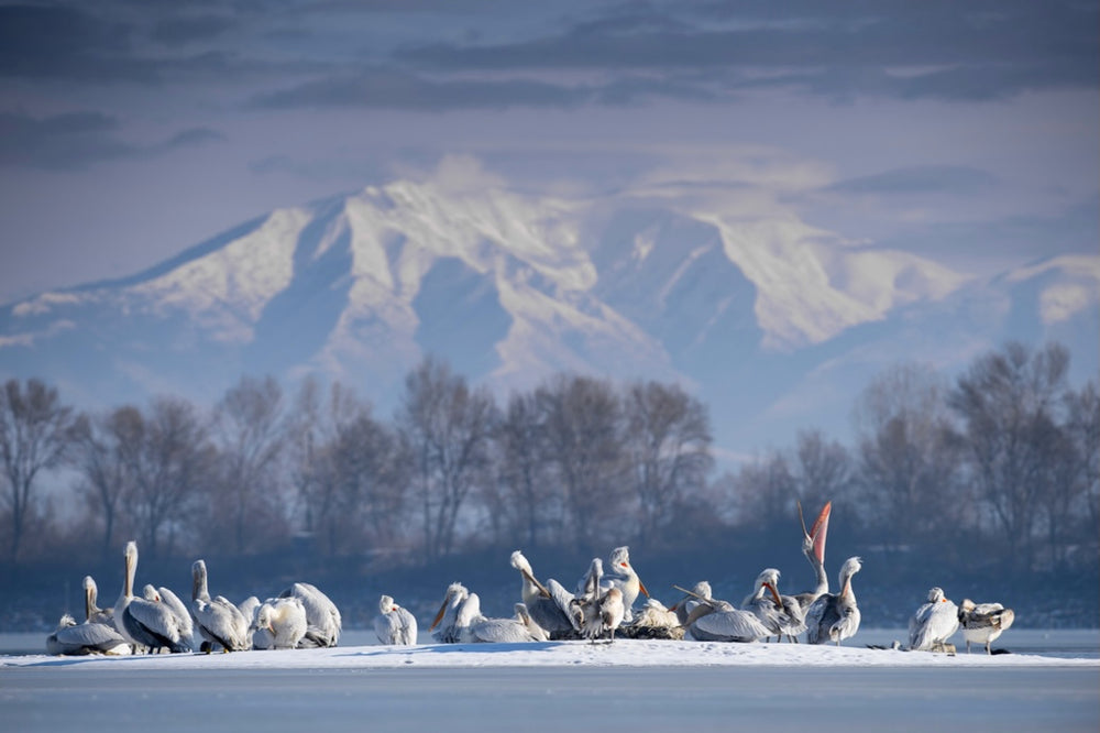 Pelicans on Ice