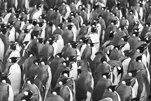 Penguine Party