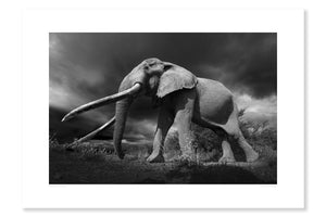 Elephant and Storm