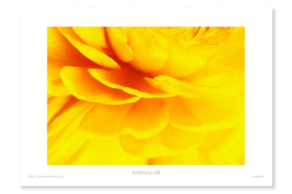 
                
                    Load image into Gallery viewer, In Bloom
                
            