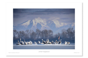 
                
                    Load image into Gallery viewer, Pelicans on Ice
                
            