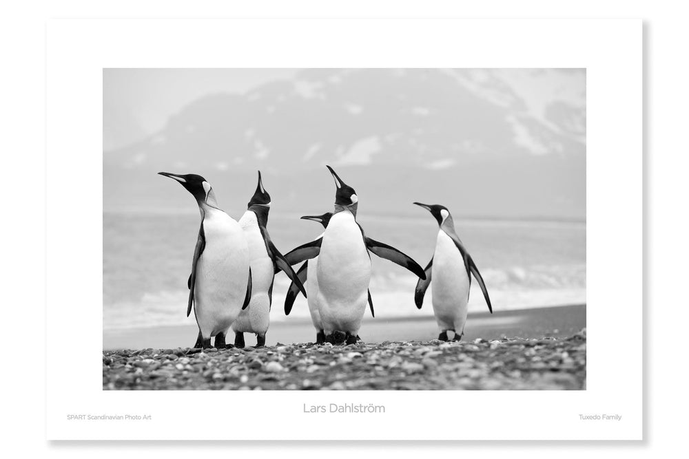 
                
                    Load image into Gallery viewer, Tuxedo Family
                
            