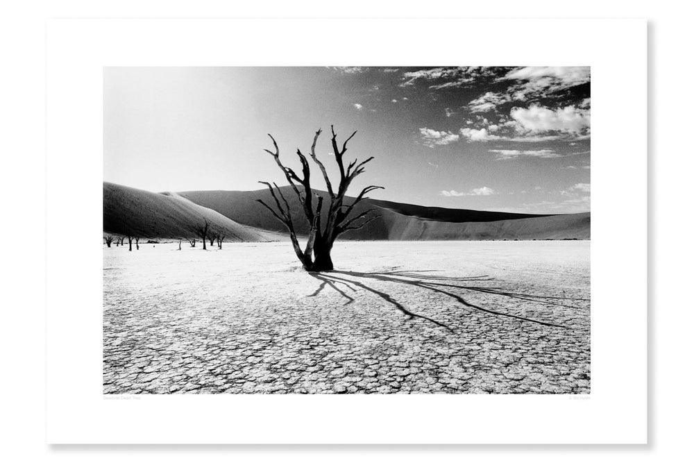 
                
                    Load image into Gallery viewer, Deadvlei dead tree
                
            