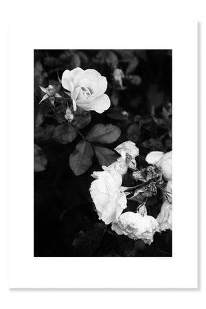 
                
                    Load image into Gallery viewer, Roses
                
            