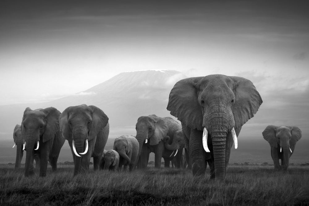 
                
                    Load image into Gallery viewer, Kilimanjaro
                
            
