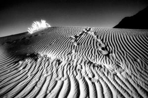 Tracks in sand dunes