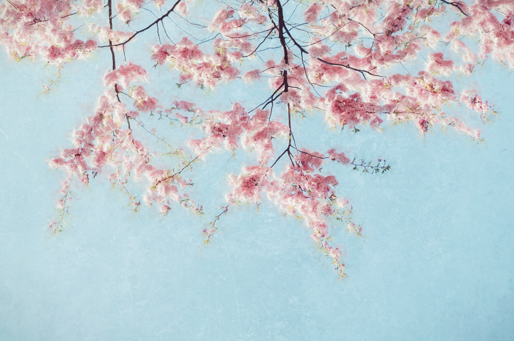 
                
                    Load image into Gallery viewer, Pink Blossom
                
            