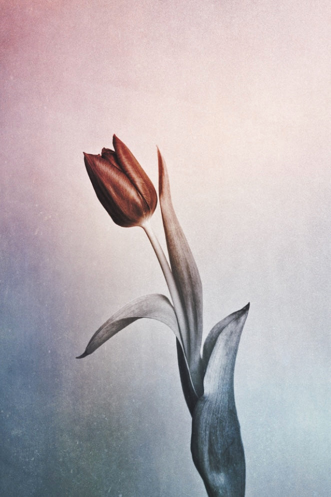 With a simple Tulip