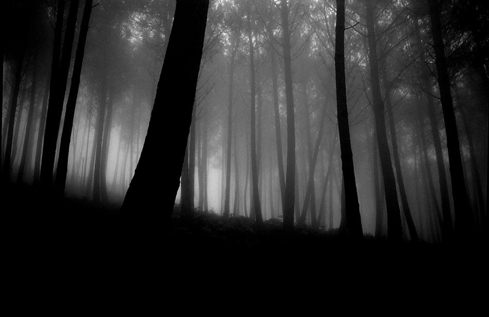 Skog i Dimma Madeira