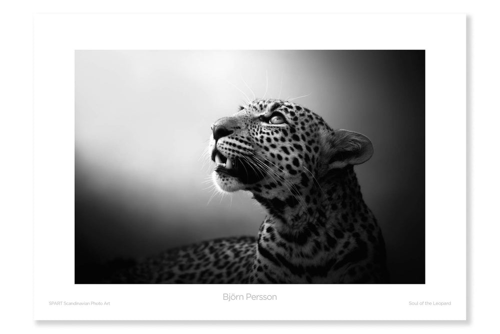 
                
                    Load image into Gallery viewer, Soul of the Leopard
                
            