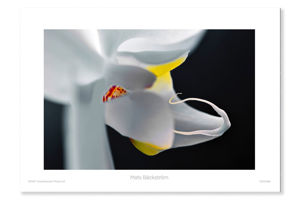 
                
                    Load image into Gallery viewer, Orchide
                
            