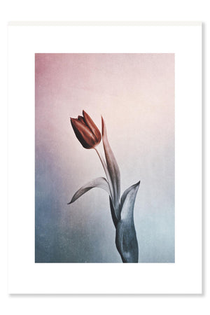 With a simple Tulip