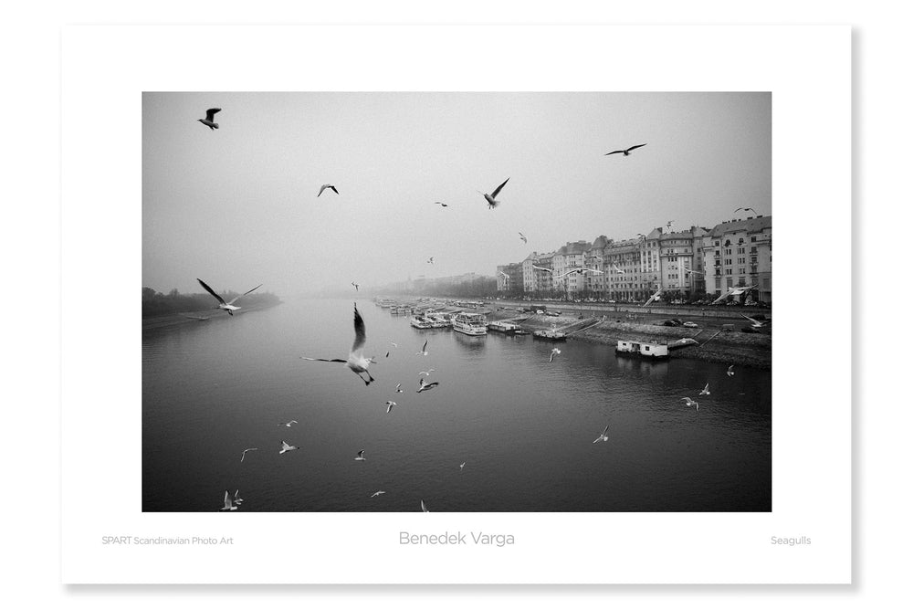 
                
                    Load image into Gallery viewer, Fine Poster: Seagulls-spart-posters.myshopify.com-Benedek Varga
                
            