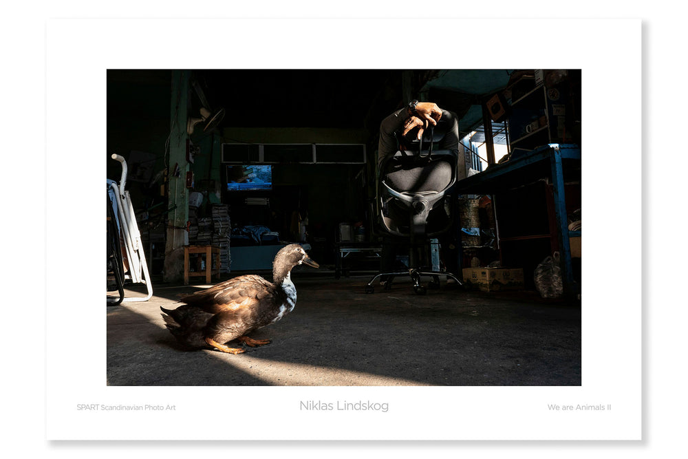 
                
                    Load image into Gallery viewer, Fine Poster: We are Animals II-spart-posters.myshopify.com-Niklas Lindskog
                
            